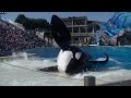 One Ocean featuring the big boys - May 22, 2016 - SeaWorld San Diego