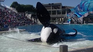 One Ocean featuring the big boys  May 22, 2016  SeaWorld San Diego