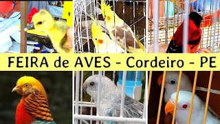 Feira de pássaros do Cordeiro, GAIOLAS e ACESSÓRIOS #passaros #gaiolas