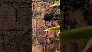 Philippines' Bloody Secret: The World of Cockfighting