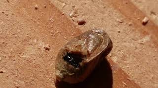 Wildbienen im Kindertreff