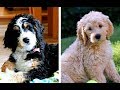 Bernedoodle vs Goldendoodle Puppies and Full Grown Dogs