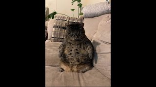 Download Lagu Dance paragoy tiktok MP3