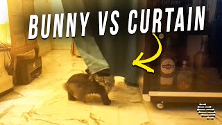A Bunny Was Trying to Play With a Curtain but Fell Over