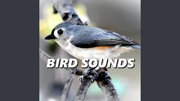 Inviting Bird Sounds