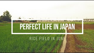 Japanese Rice Field In June 2024