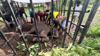 This baby elephant hit by a car. Wildlife officers get started treatments. 
