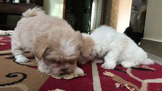 My Lovely DOG Breed Lhasa Apso #lhasaapsodog #puppy #dog #lhasacity #lhasa