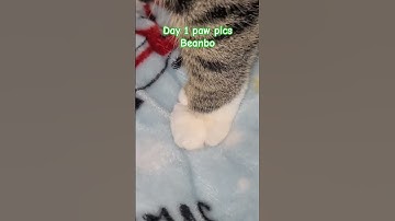 Day 1 posting paw pics for treats. Support toebeans and cat paws! #cats #catshorts #cutecats