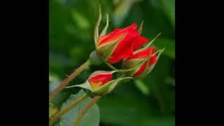 قصة الورد الأحمر كما صورها أوسكار وايلد كرمز للحب
