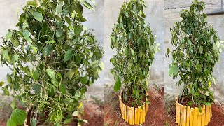 Growing pepper from cuttings for beginners