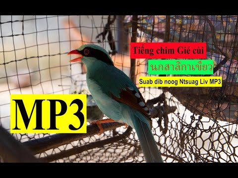 เสียงนกสาลิกาเขียวหางสั้น | Tiếng chim Giẻ cùi xanh | Cissa thalassina Bird singing