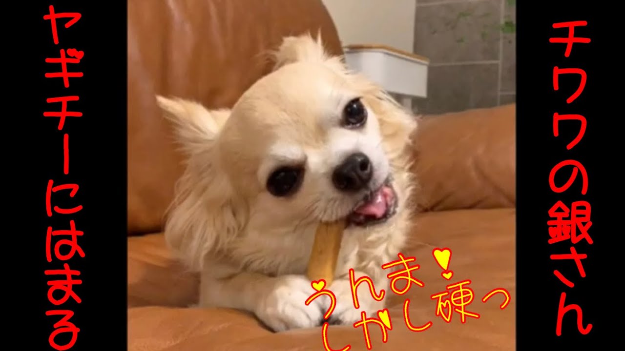 硬いけどうまうま 硬めおやつが大好きなチワワの銀さん 最近のお気に入りは Mofmo 硬いけどうまうま 硬めおやつが大好きなチワワの銀さん 最近のお気に入りは Mofmo