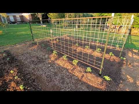 Growing Heirloom Tomatoes Update 1 week