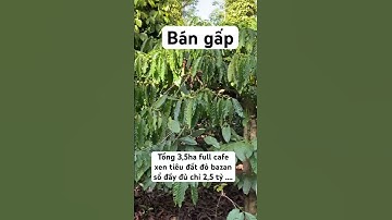 Tổng 3,5ha full cafe xen tiêu đất đỏ bazan sổ đầy đủ chỉ 2,5 tỷ #trong-bds #nhadatkrongno #trongbds