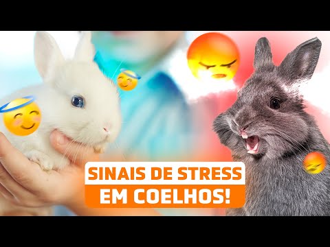 COMO SABER SE MEU COELHO ESTÁ ESTRESSADO