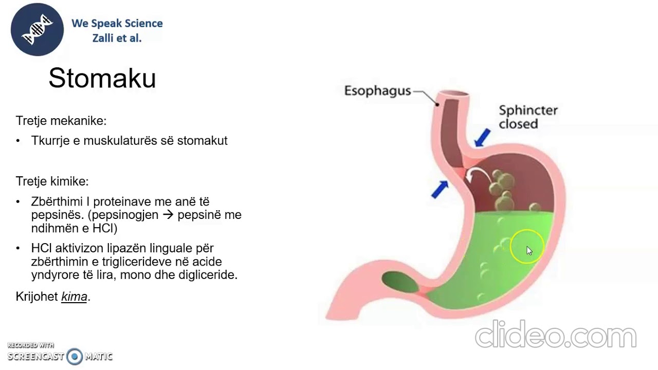Sistemi digjestiv (leksioni i 9)