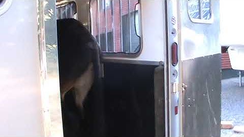 Donkey Training Trailer Loading