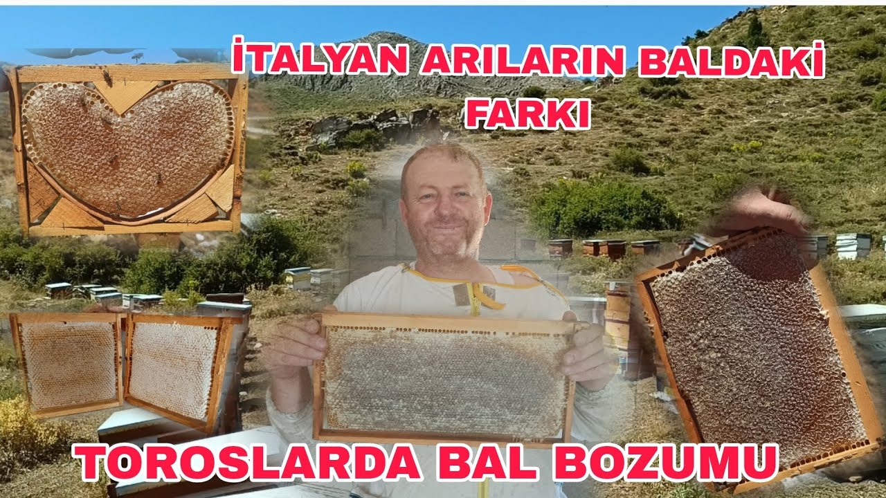 2024 BAL HASADI. İTALYAN ARILARIN BALDAKİ FARKI