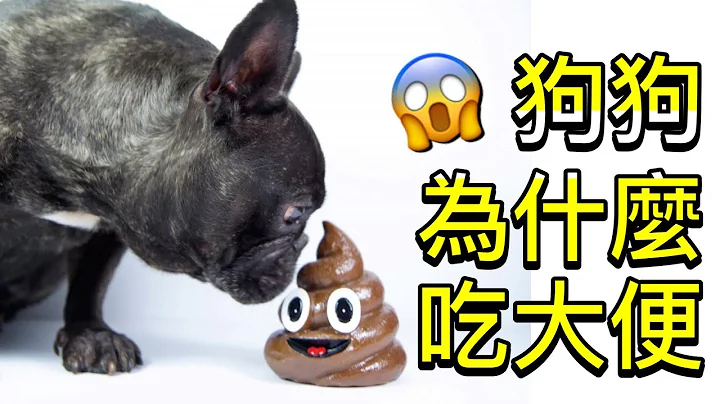 如何解決狗狗喜歡吃大便的情況以及背後的原因大公開! - 天天要聞