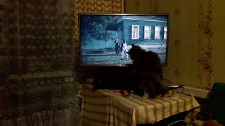 Кошка vs TV