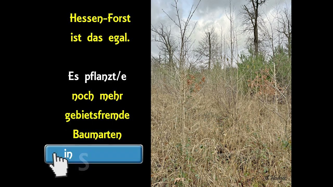 Gebietsfremde Arten Pflanzungen im FFH Reliktwald Lampertheim