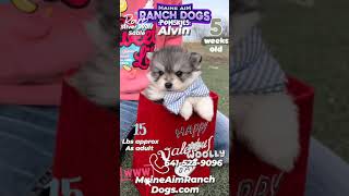 Alvin the pomsky puppy @ 5 weeks of age #pomskybreeder by Maine Aim Ranch Dogs 34 views 3 months ago 1 minute, 1 second