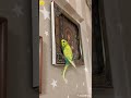 Всякое дыхание да хвалит Господа 🕊️🕊️🕊️
