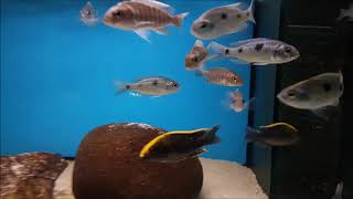 Aulonocara Maylandi Copadichromis Chrysonotus Aqua-Treff Cichlidenfest 2018