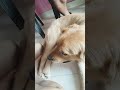 Jack bahut Badmash Ho Gaya Hai