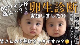 【DDツイン】遂に一卵性か二卵性か判明