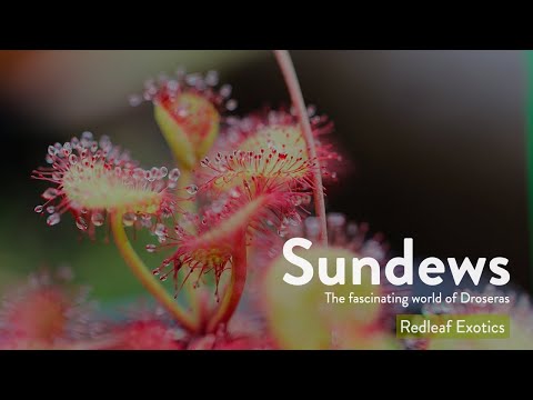 Sundews | The Sticky and Carnivorous World of Droseras