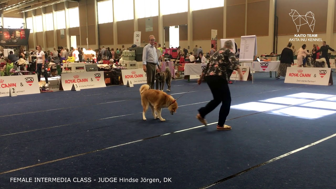 euro dog show 2019