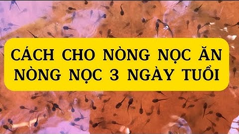 Nòng nọc ếch 3 ngày tuổi cho ăn gì | Kỹ thuật ươn ếch giống