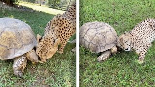 Opposites Attract! Cheetah And Tortoise Are Best Of Buddies screenshot 1