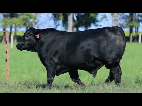 LOTE 85A   TAT TE1752 M Ultrablack