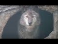 10 Wolves You Won’t BELIEVE Actually Exist!