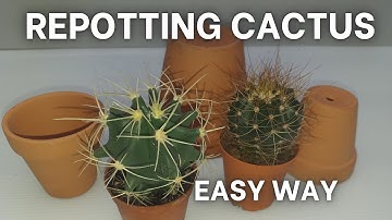 HOW TO REPOT CACTUS
