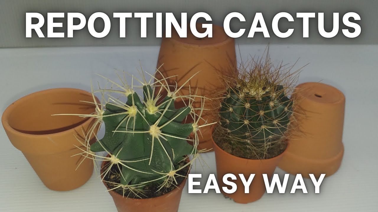 HOW TO REPOT CACTUS