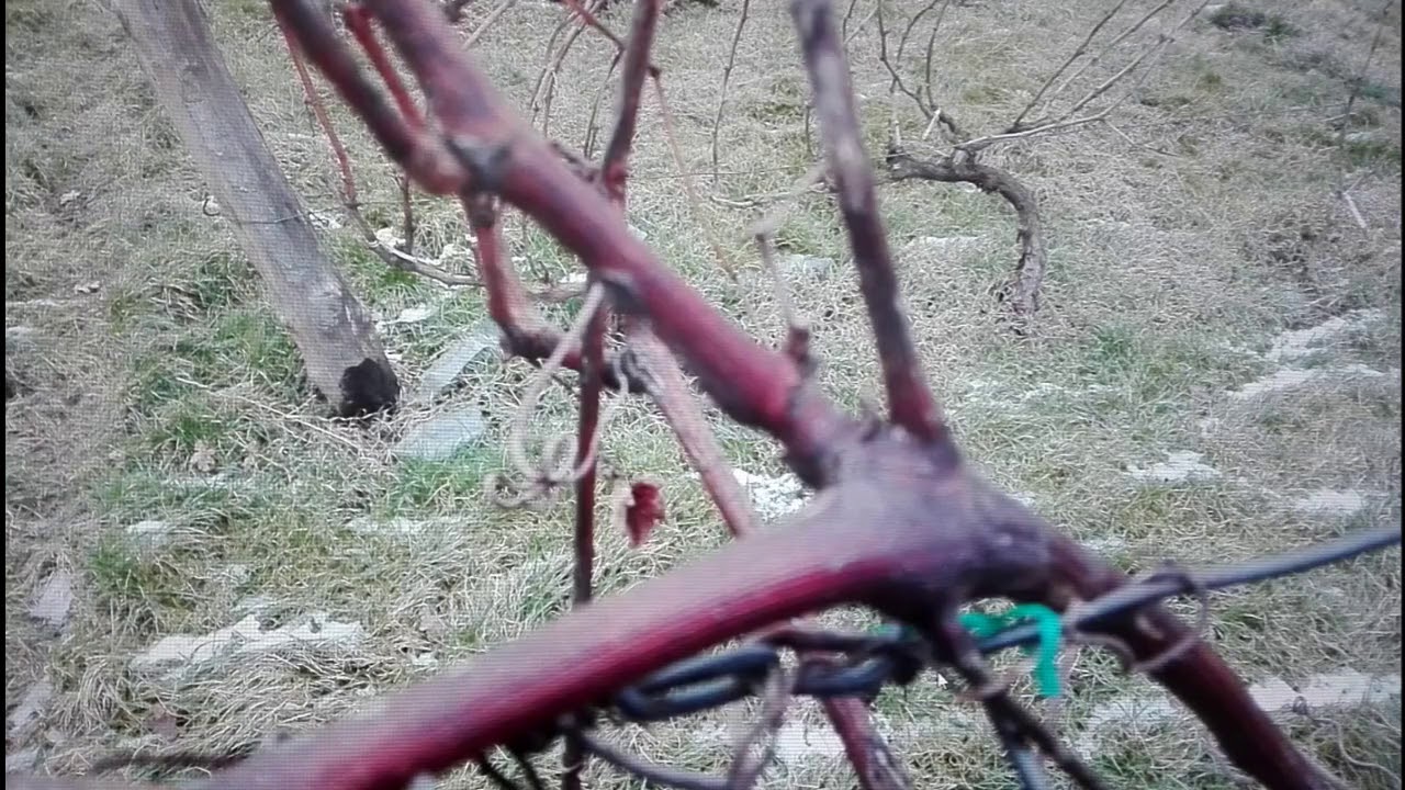 Cięcie winorośli - metodyka dla laika cz. II