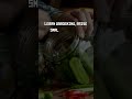 Sustainable Food Sources for Preppers #survival #preppertips #survivalstrategies #survivaltips