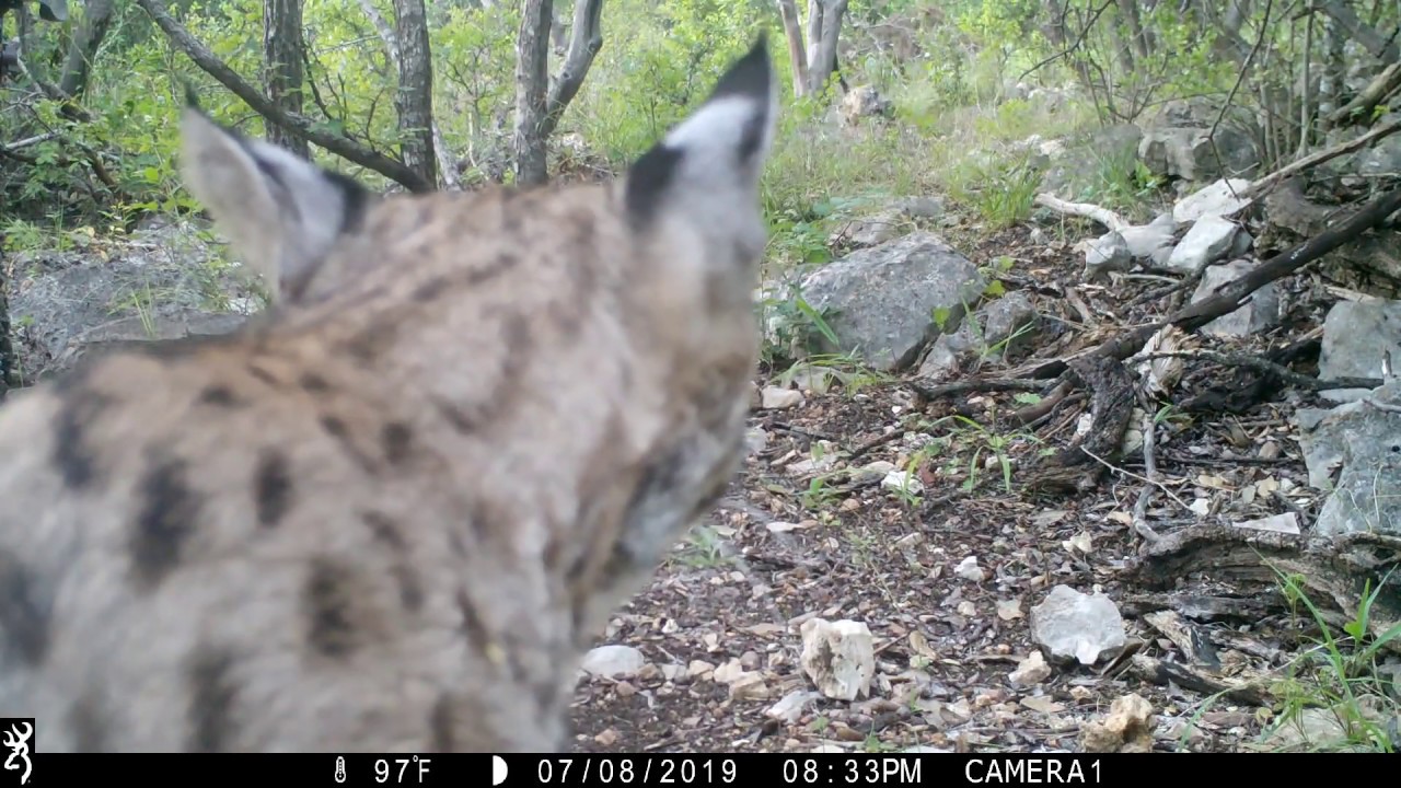 striped skunk tracks Texas Trail Cam Compilation - Aug. 17, 2019