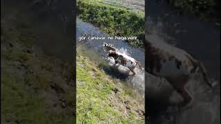 Canavar sürüyə hücum etdi. #indi_bax #shorts #shortstrending #viralvideos #canavar #wolf