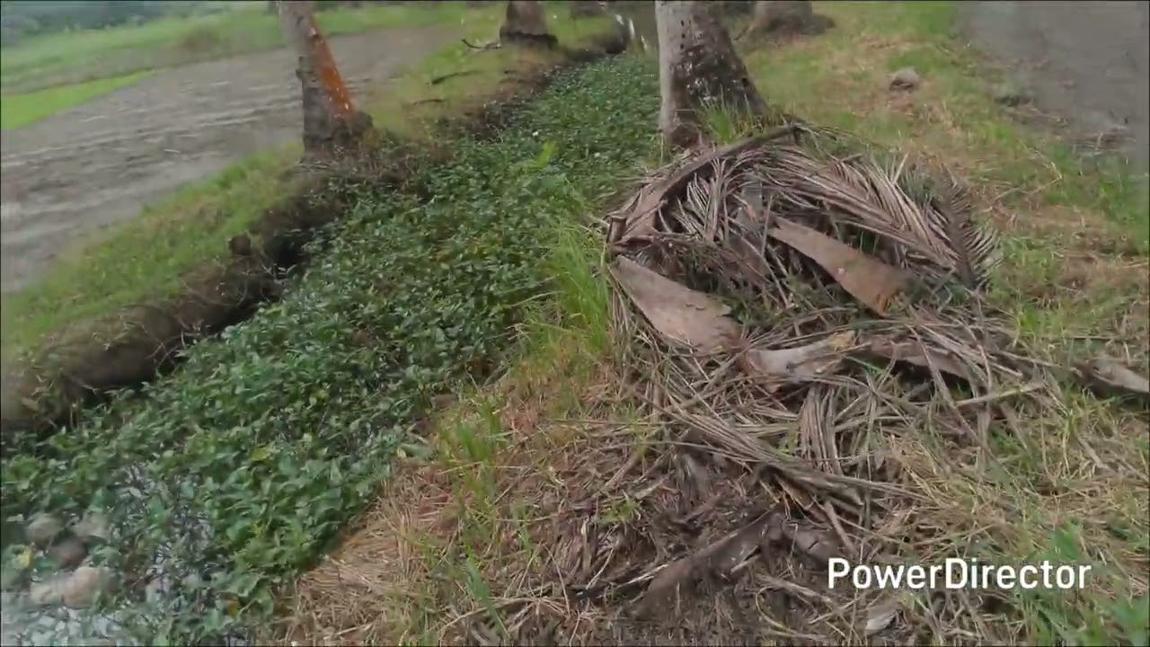 MAYPOPON TAHAN AKONG TANIMAN PIROPAG DATING KO AY