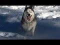 Husky Goes Nuts Playing in Snow for First Time