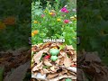 Sustainable Waste Reduction: Creative Composting Hacks