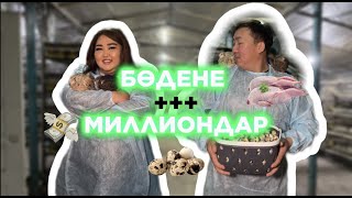 БӨДЕНЕ БИЗНЕСІ ТАБЫСТЫ МА? Бөдене қыр-сырлары!