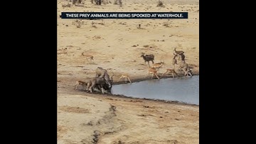 Life Like Nature, Natural And Realistic! PREY ANIMALS spooked. 👇Comment. #shorts #facts #cat #love