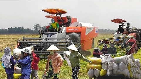 máy cắt 108 cắt lúa nhật với máy 120 trung quốc giá lúa 7900₫K tập66 # maibangtv