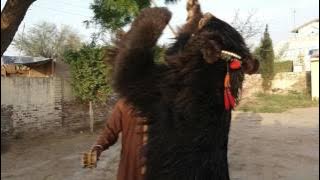 Bear Dance